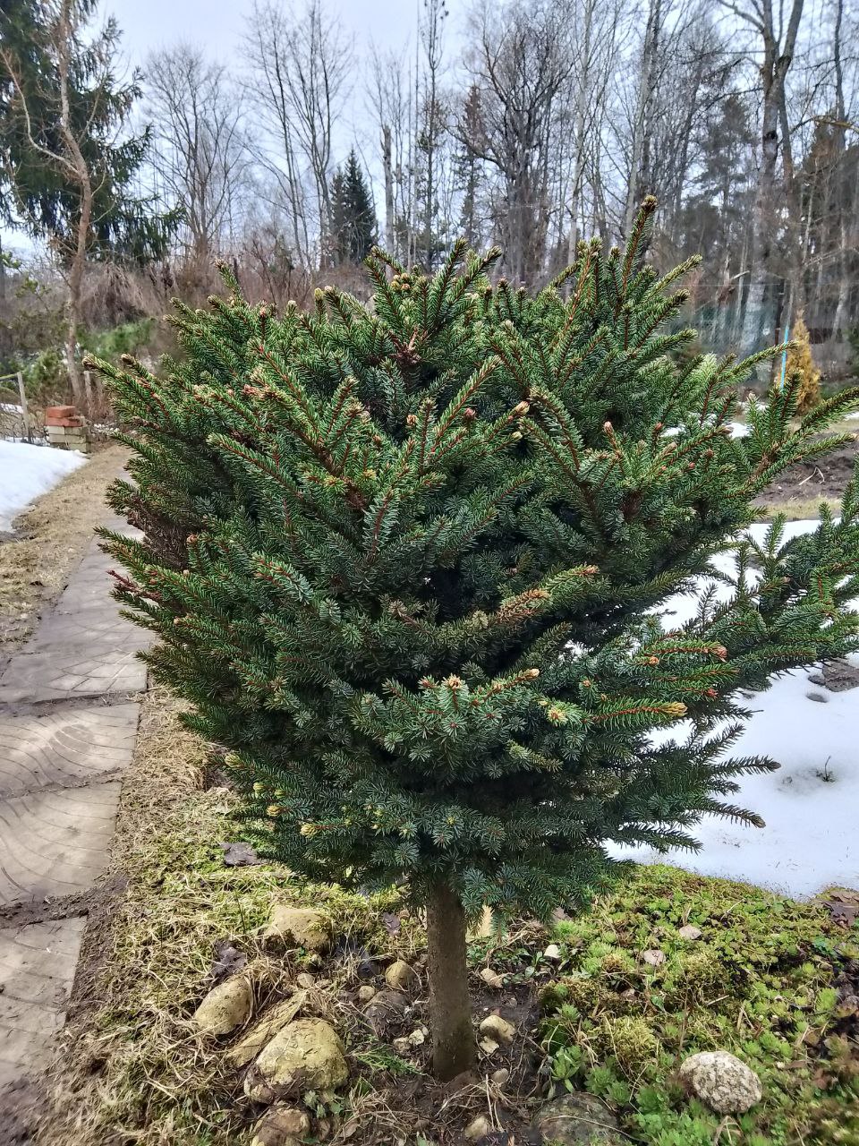 Picea glehnii 'Chinese Marl'