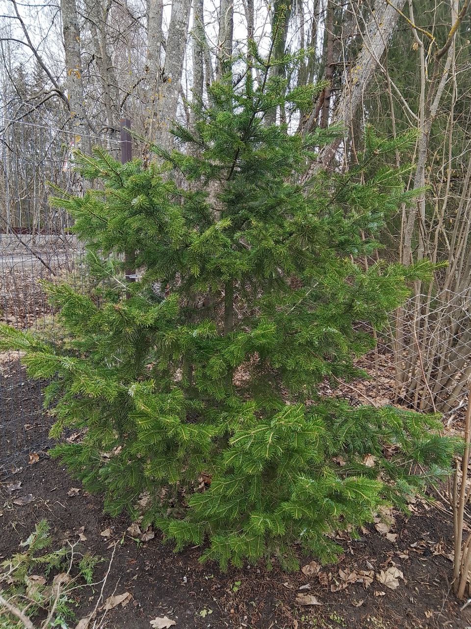 Abies sachalinensis