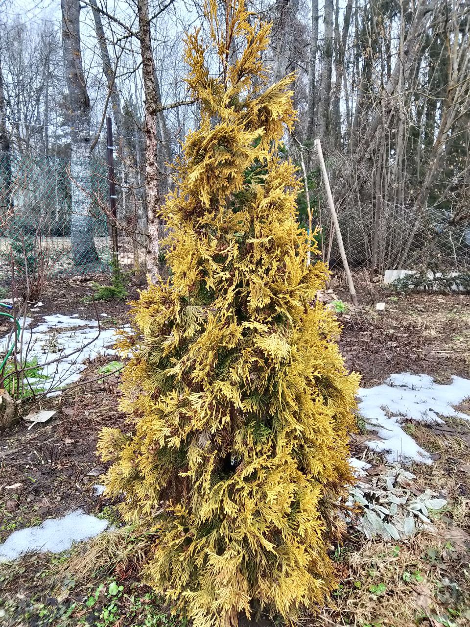 Thuja occidentalis 'Malonyana Aurea'