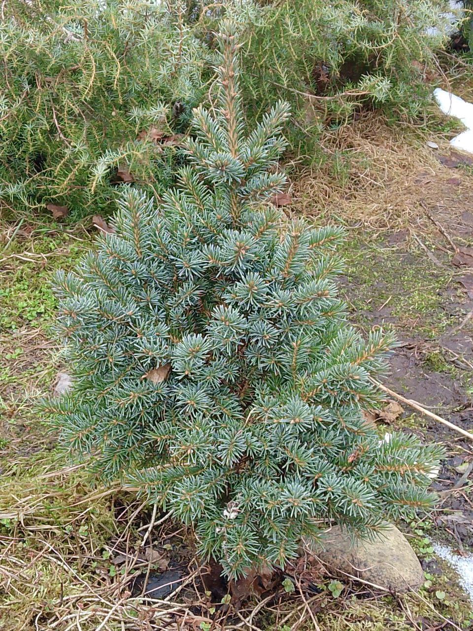 Picea obovata 'Rozovaya Nit'
