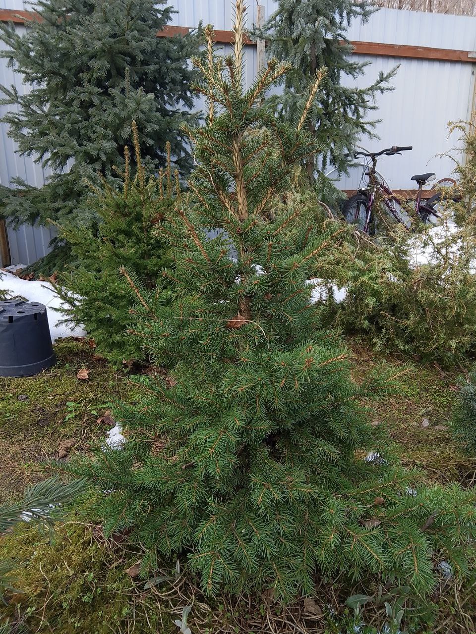 Picea obovata 'Seraya Nit'