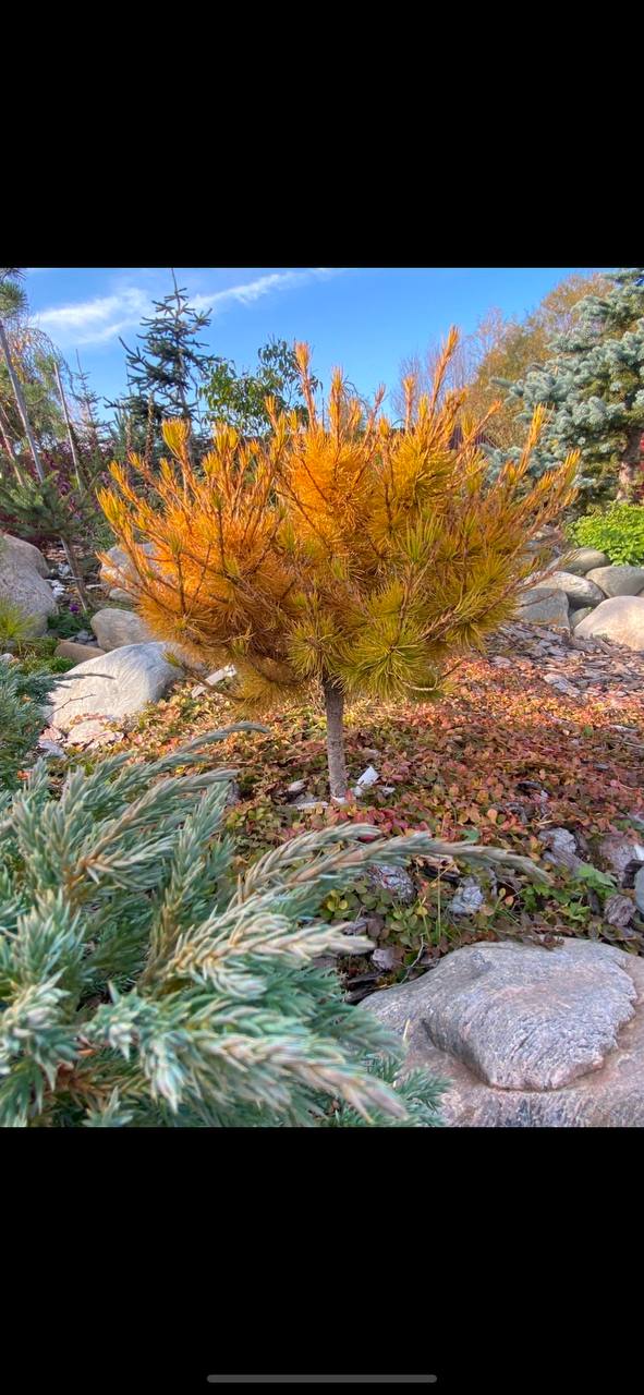 Larix decidua 'Митя'