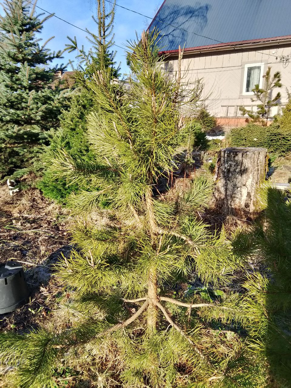 Pinus contorta var.murrayana