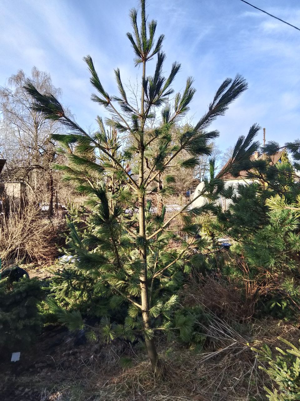 Pinus peuce 'Vageningen'