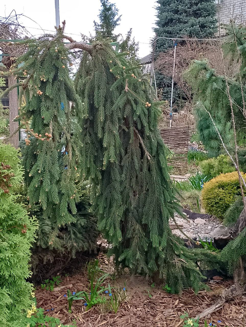 Picea  abies ‘Froburg’