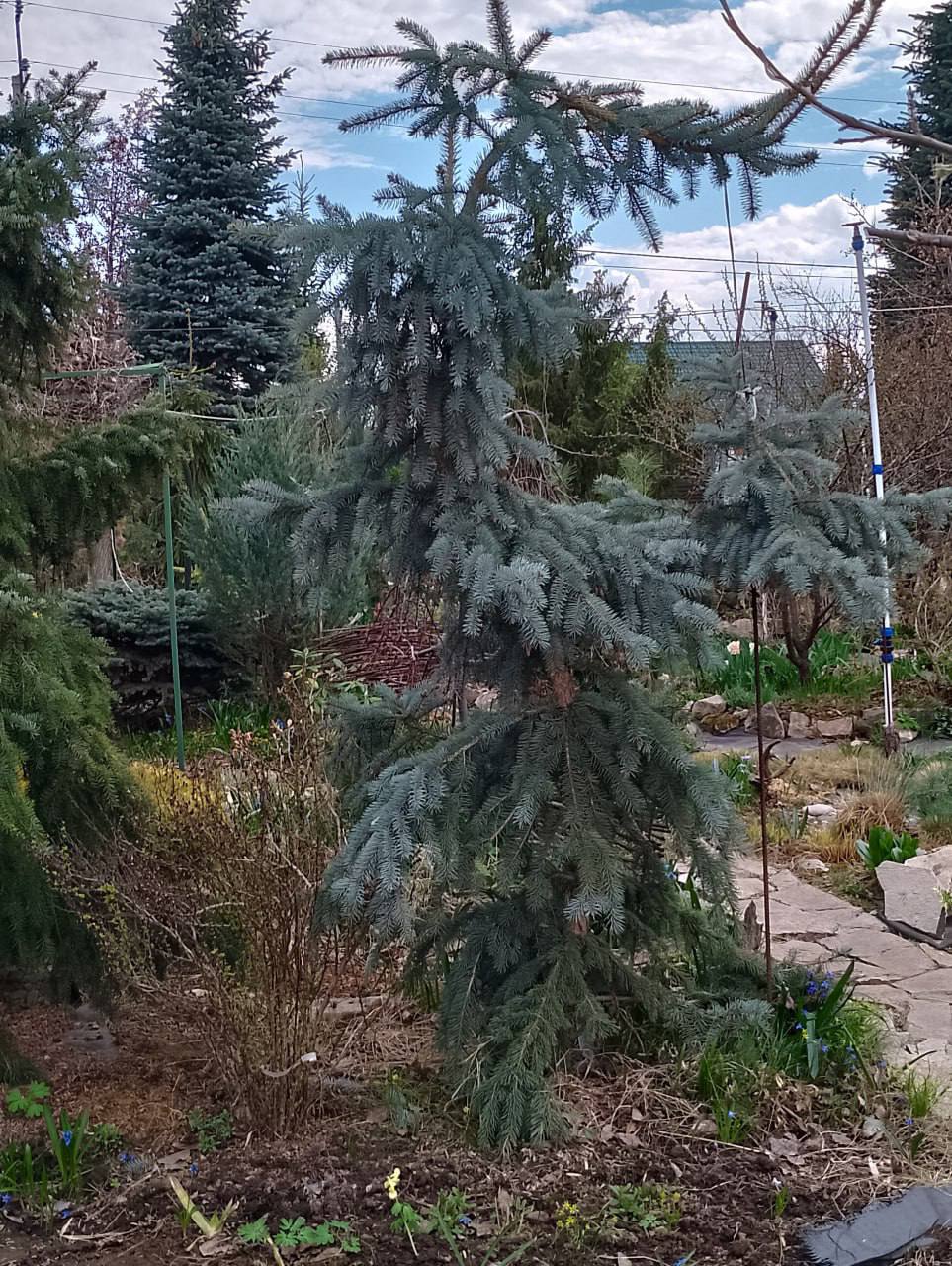 Picea pungens Glauca Pеndulа