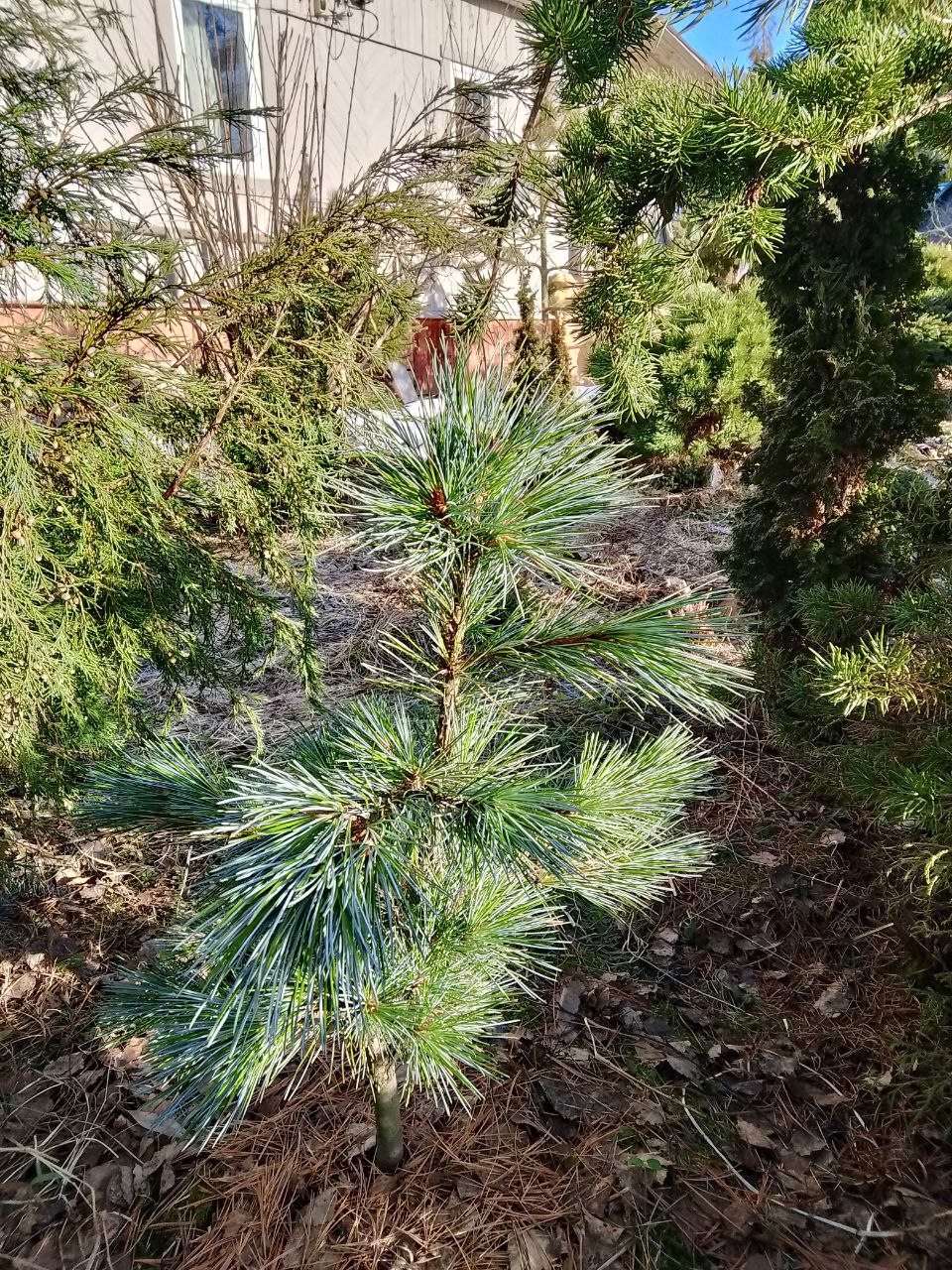 Pinus  koraiensis 'Tongua'