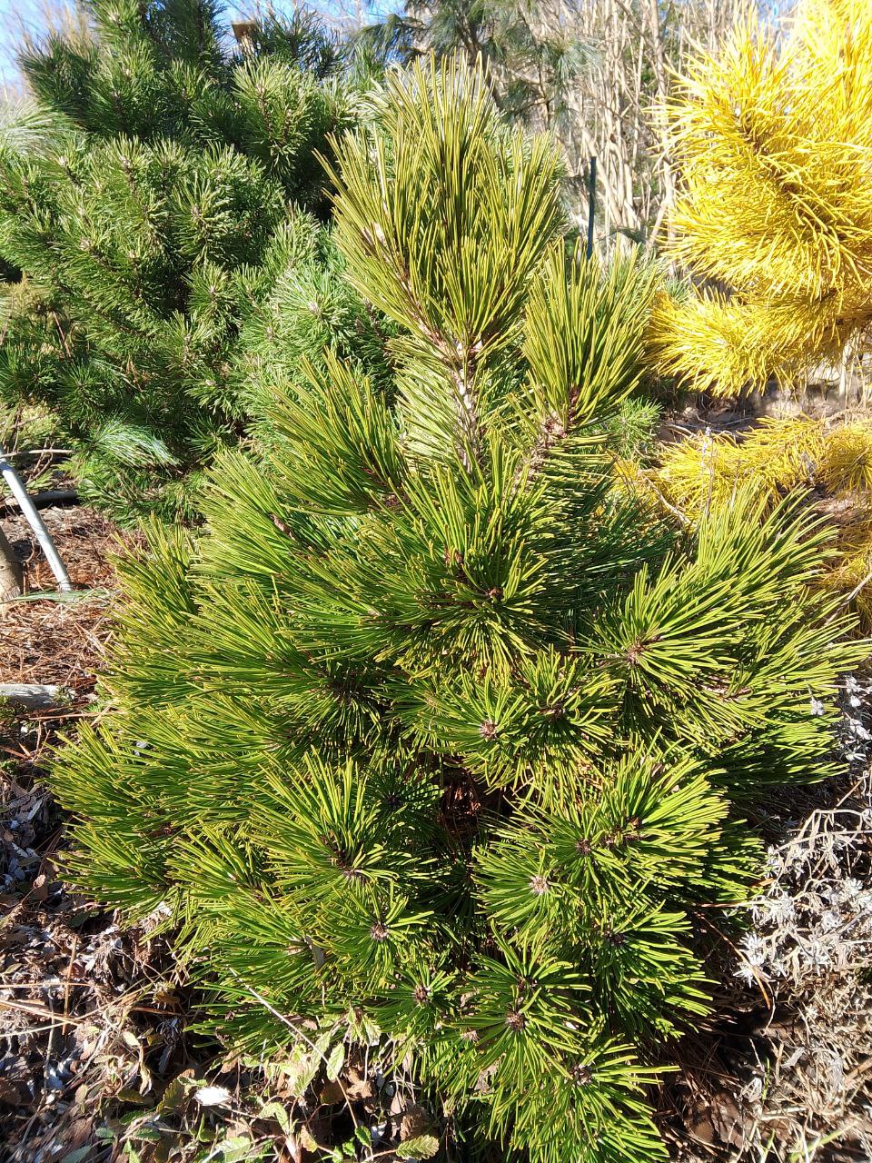 Pinus heldreichii/leucodermis 'Schmidtii'