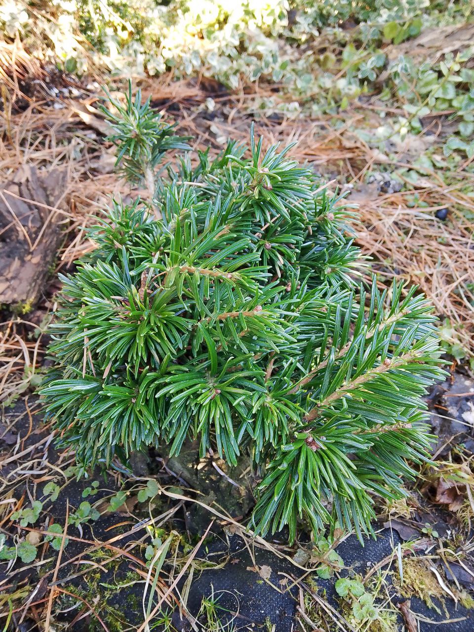 Abies grandis 'Van Dedem's Dwarf'