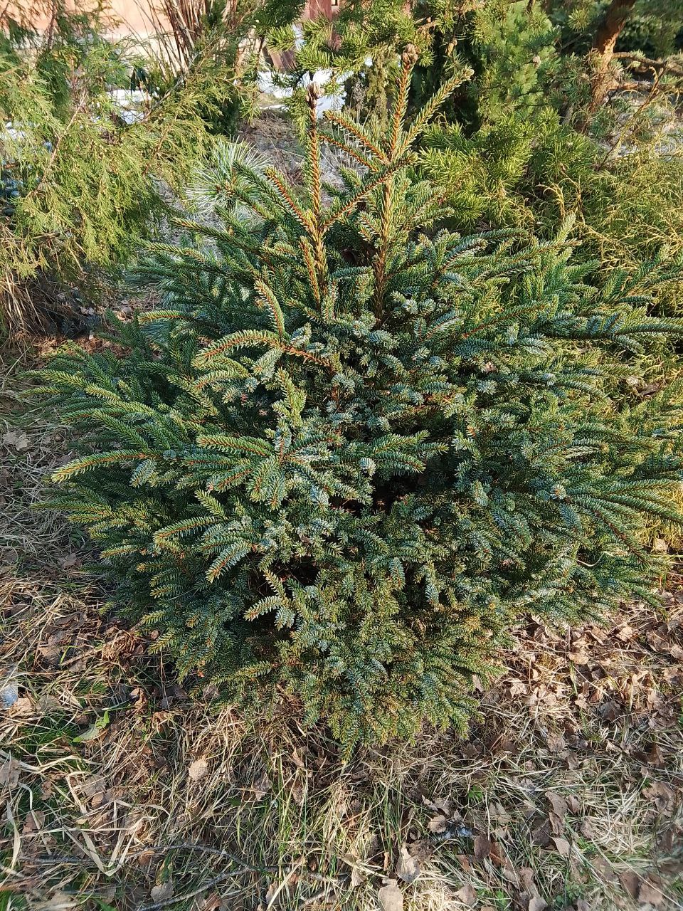 Picea glehnii "Chitosemaru'