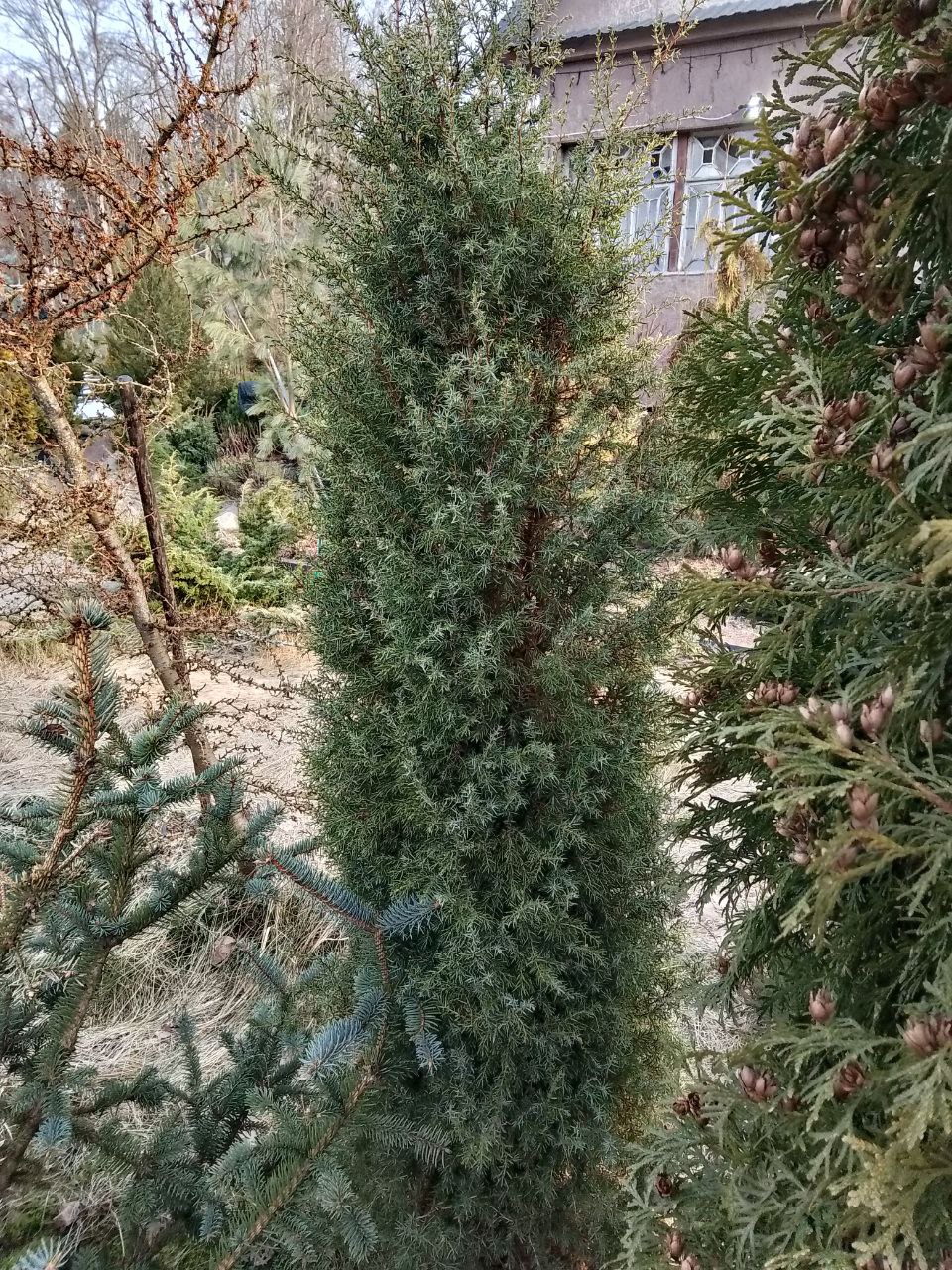 Juniperus communis 'Ryazan 2'