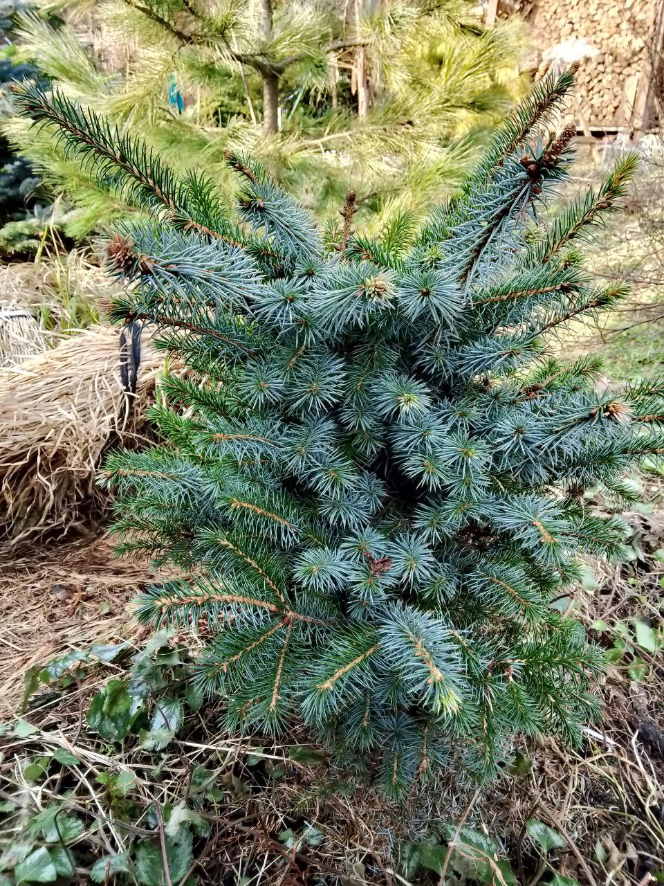Picea sitchensis 'Midjet'