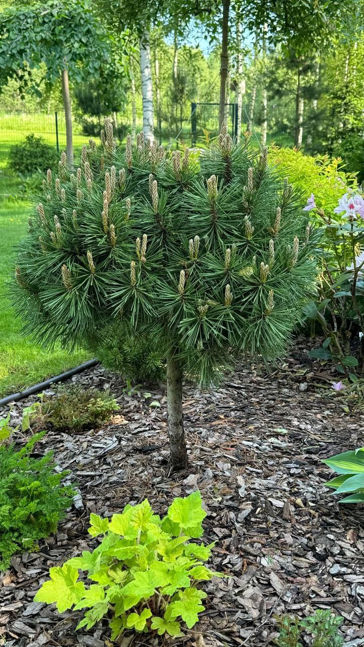 Pinus mugo 'Benjamin'