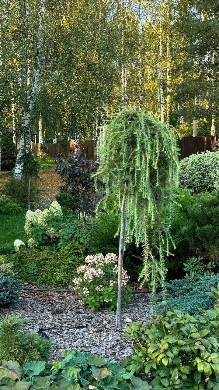 Larix kaempferi 'Stiff Weeper'