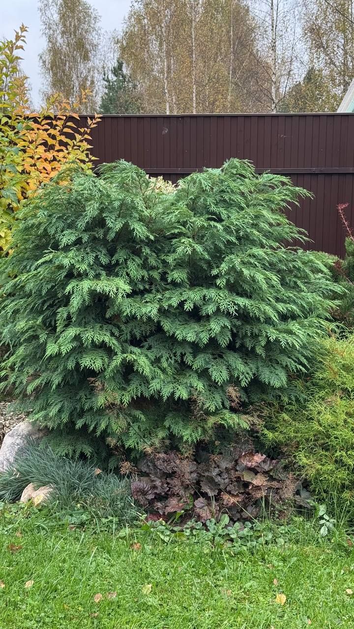 Chamaecyparis lawsoniana 'Globosa'