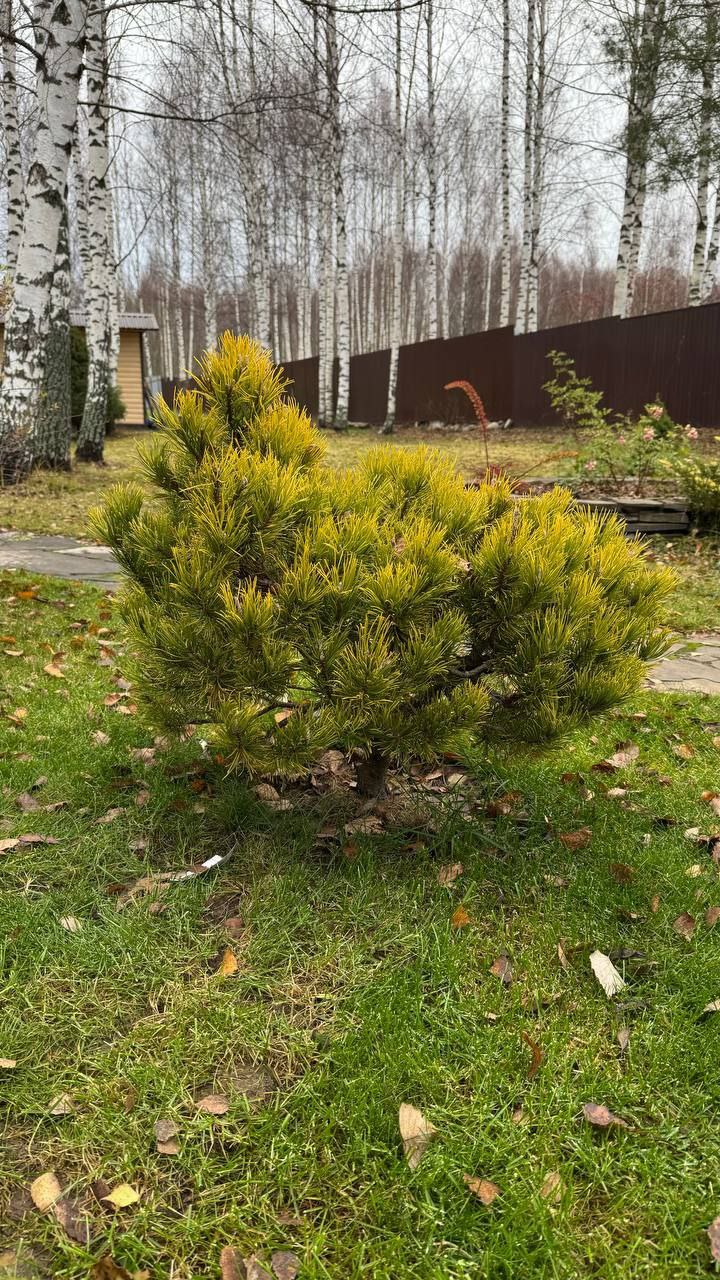 Pinus mugo 'Carstens Wintergold'