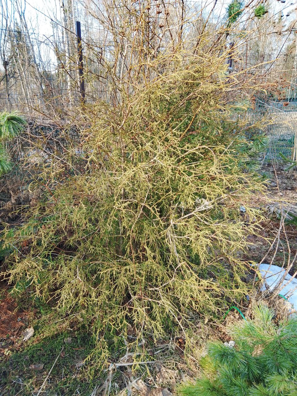 Thuja occidentalis 'Spaethii'