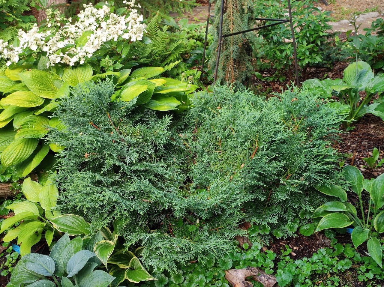 Thuja koraiensis