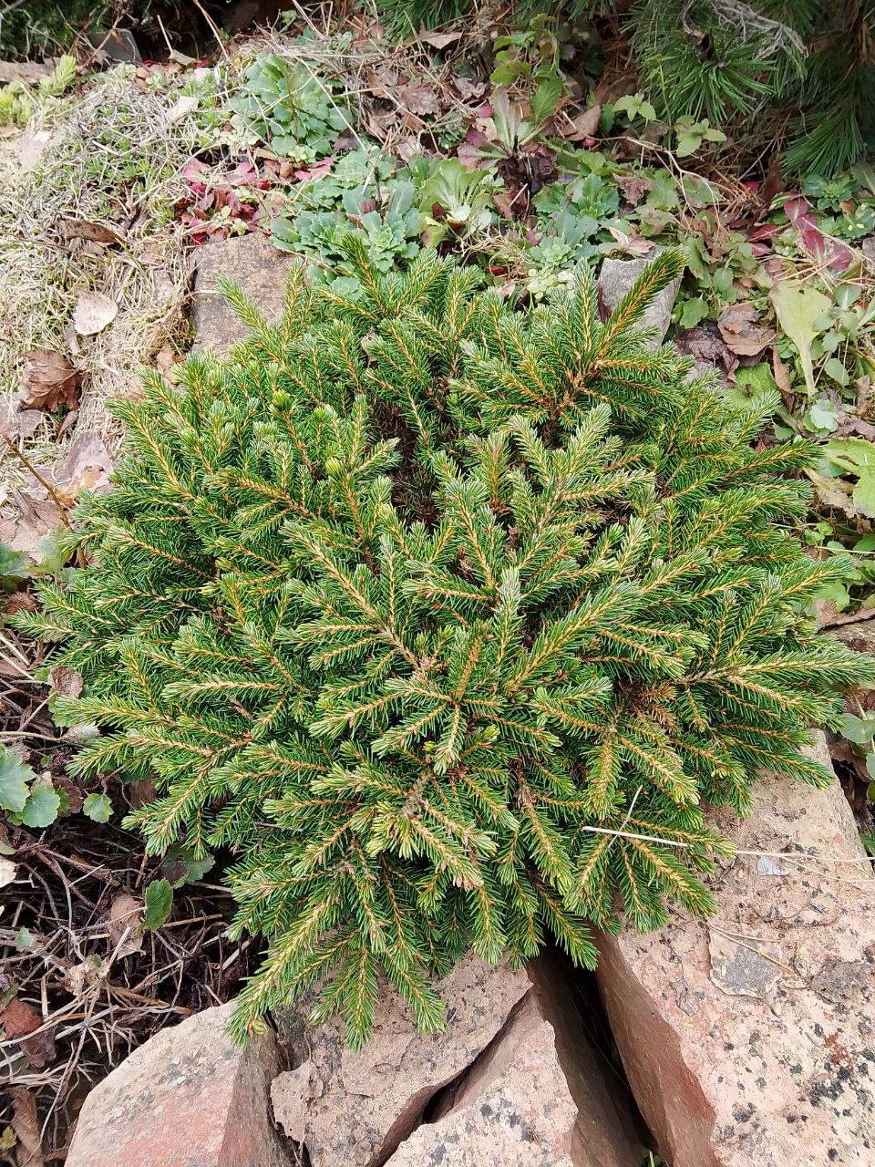 Picea orientalis 'Professor Langner'