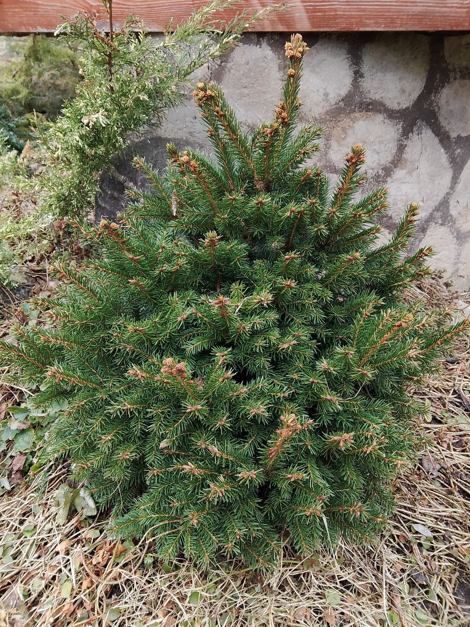 Picea abies 'Goblin'