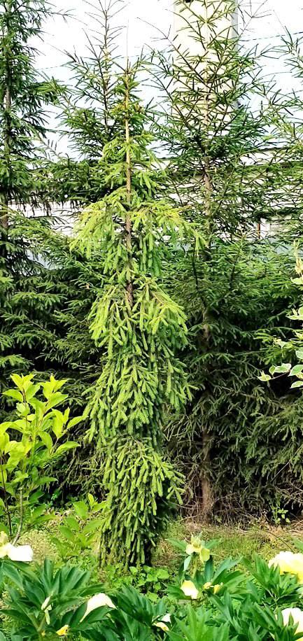 Picea abies ‘Rothenhaus’