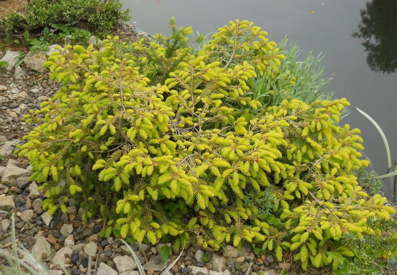 Picea  abies ‘Vermont Gold’
