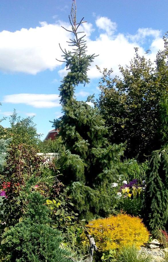 Picea omorika ‘Berliner's Weeper’