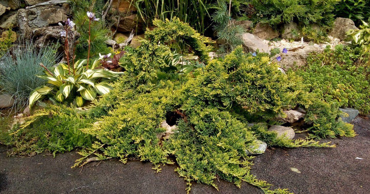 Juniperus horizontalis 'Golden Carpet'