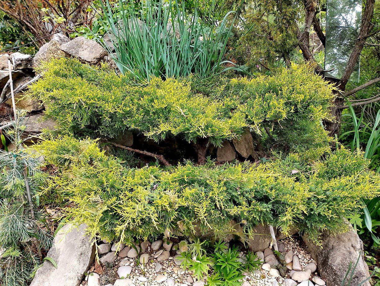 Juniperus pfitzeriana 'Goldkissen'