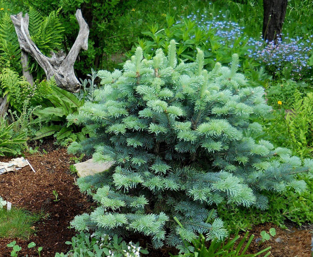 Abies lasiocarpa 'Compacta'