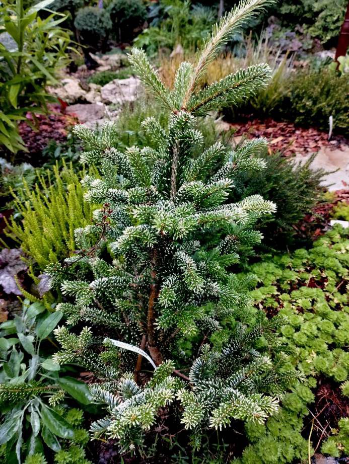 Abies fraseri 'Flynn's Flash'