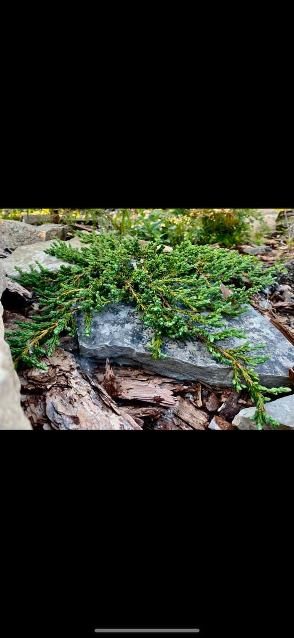 Juniperus communis 'Hibernika Prostrata'