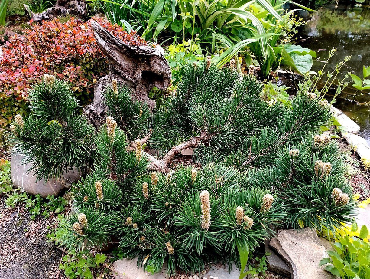 Pinus mugo 'Jakobsen'