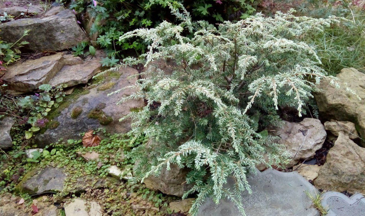 Tsuga canadensis 'Gentsch White'