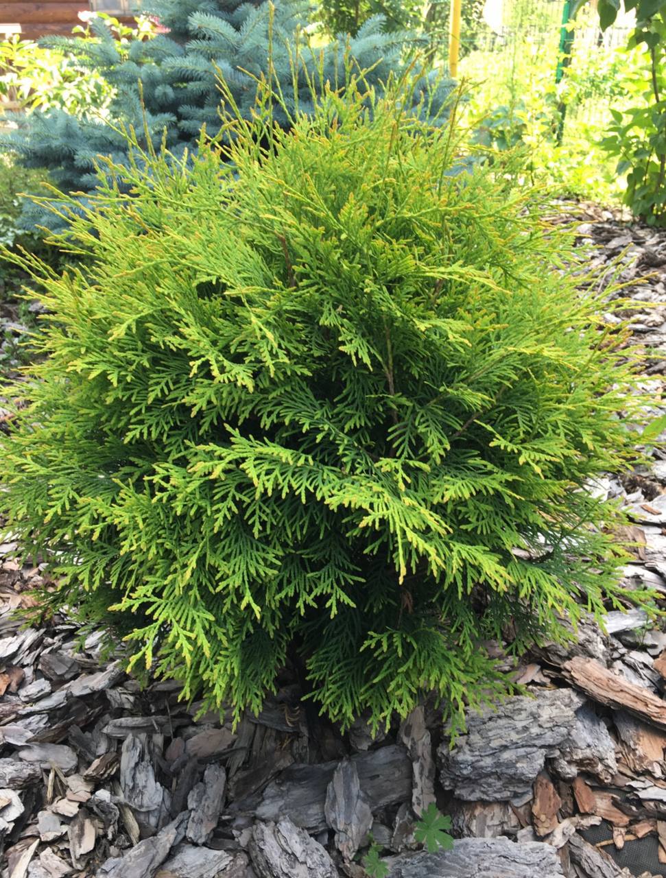 Thuja occidentalis ‘Golden Globe’