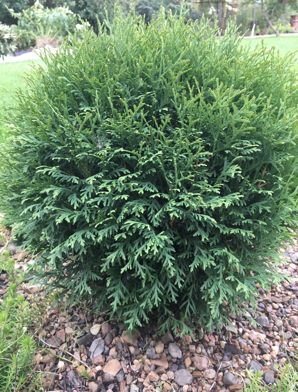 Thuja occidentalis ‘Little Giant’