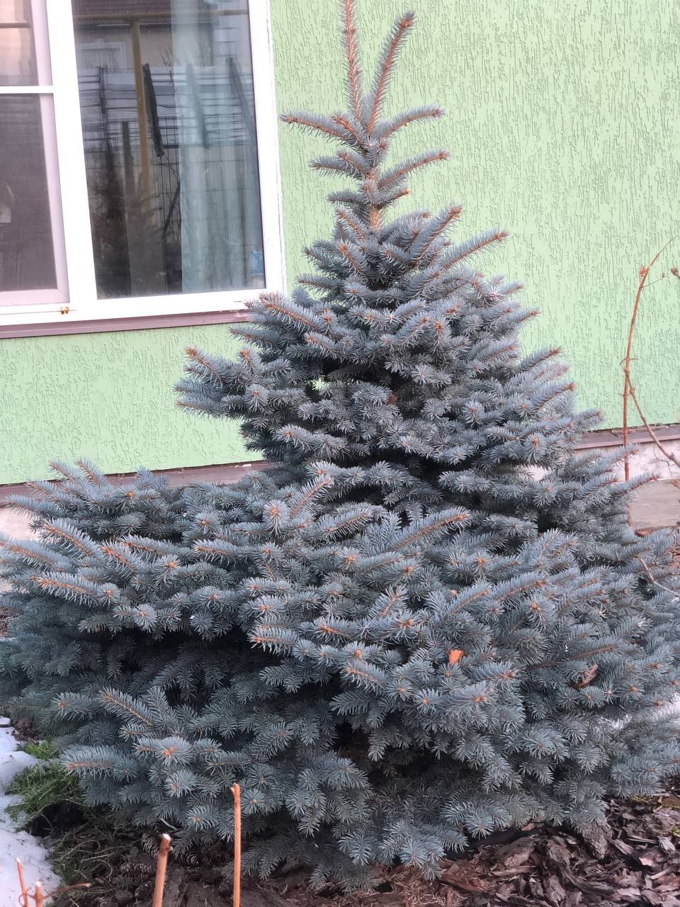 Picea pungens 'Glauca Globosa'