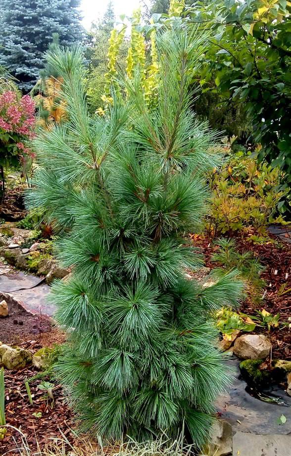 Pinus schwerinii ‘Wiethorst’