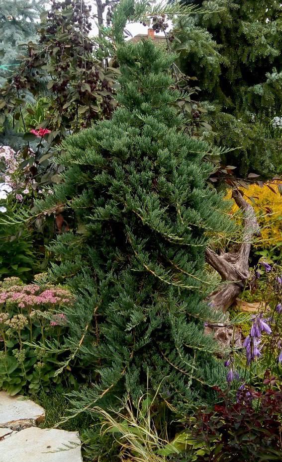 Juniperus horisontalis ‘Blue Chip’