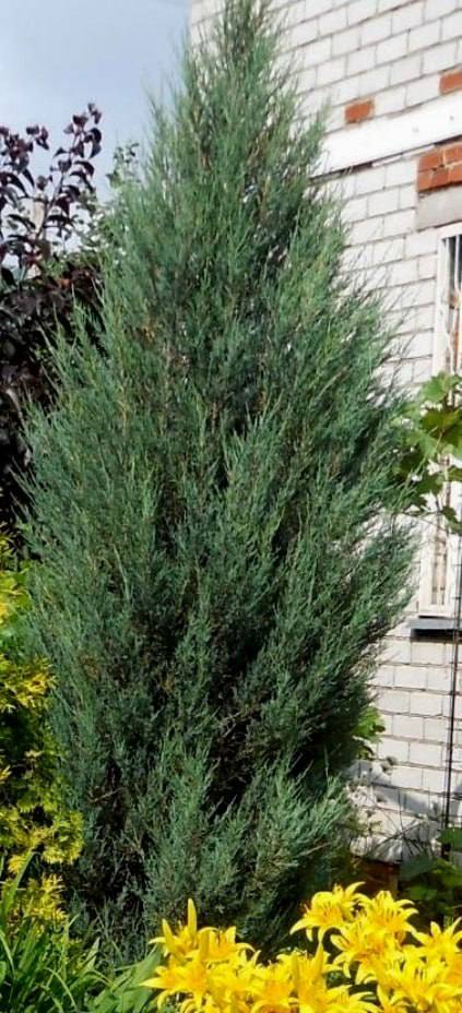 Juniperus scopulorum ‘Blue Arrow’