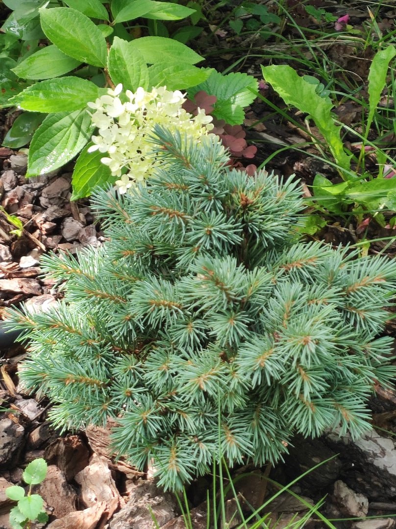 Picea engelmannii 'Lobo'