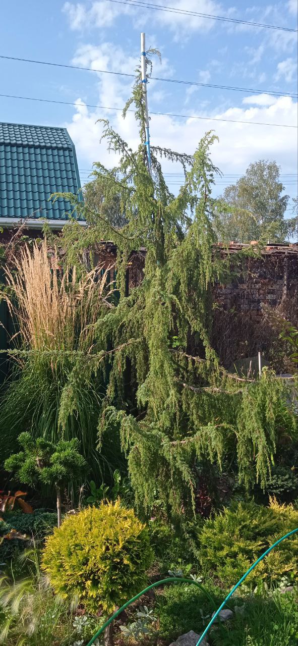 Juniperus communis ‘Horstmann’