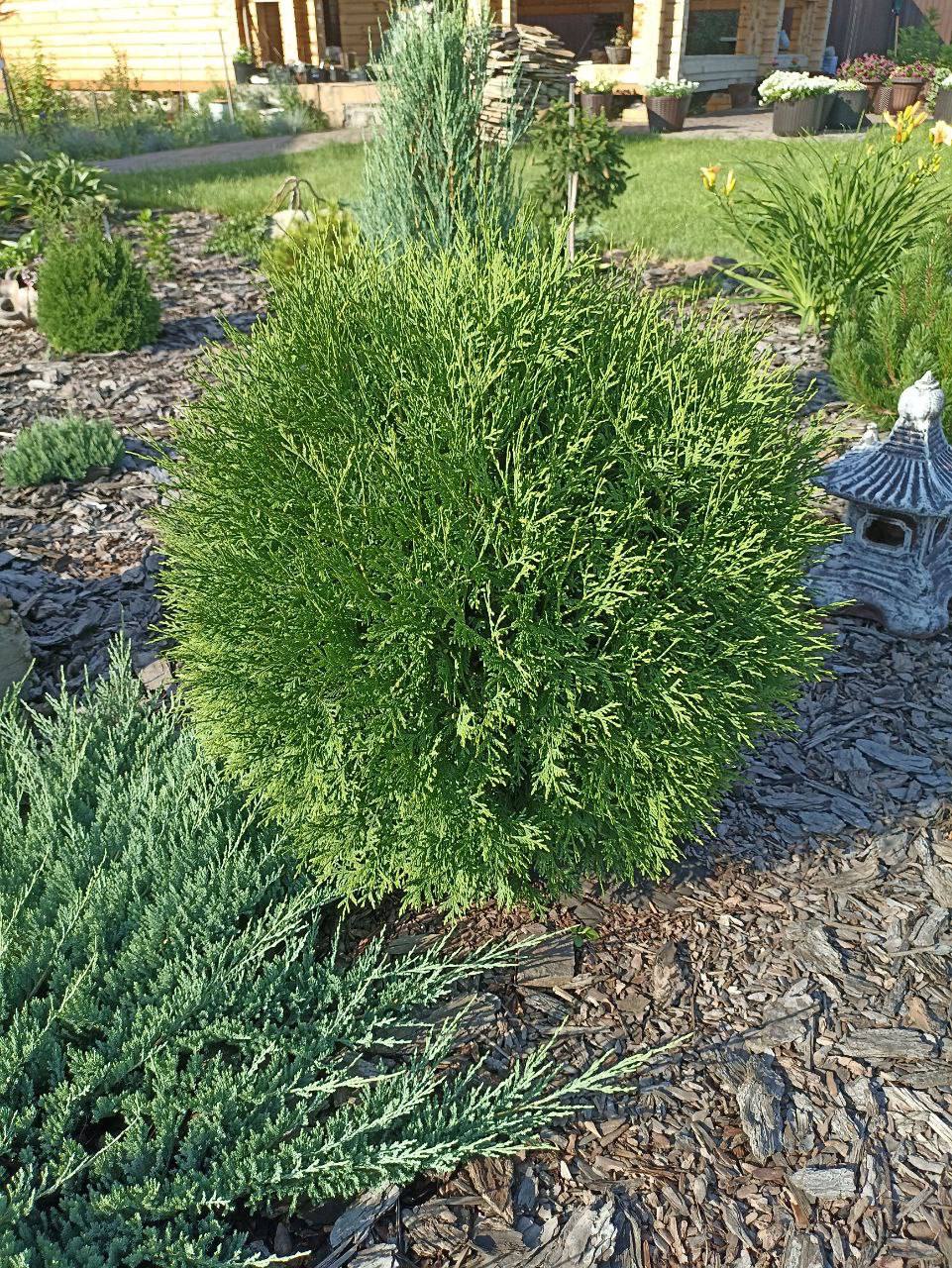 Thuja occidentalis’ Little Champion’