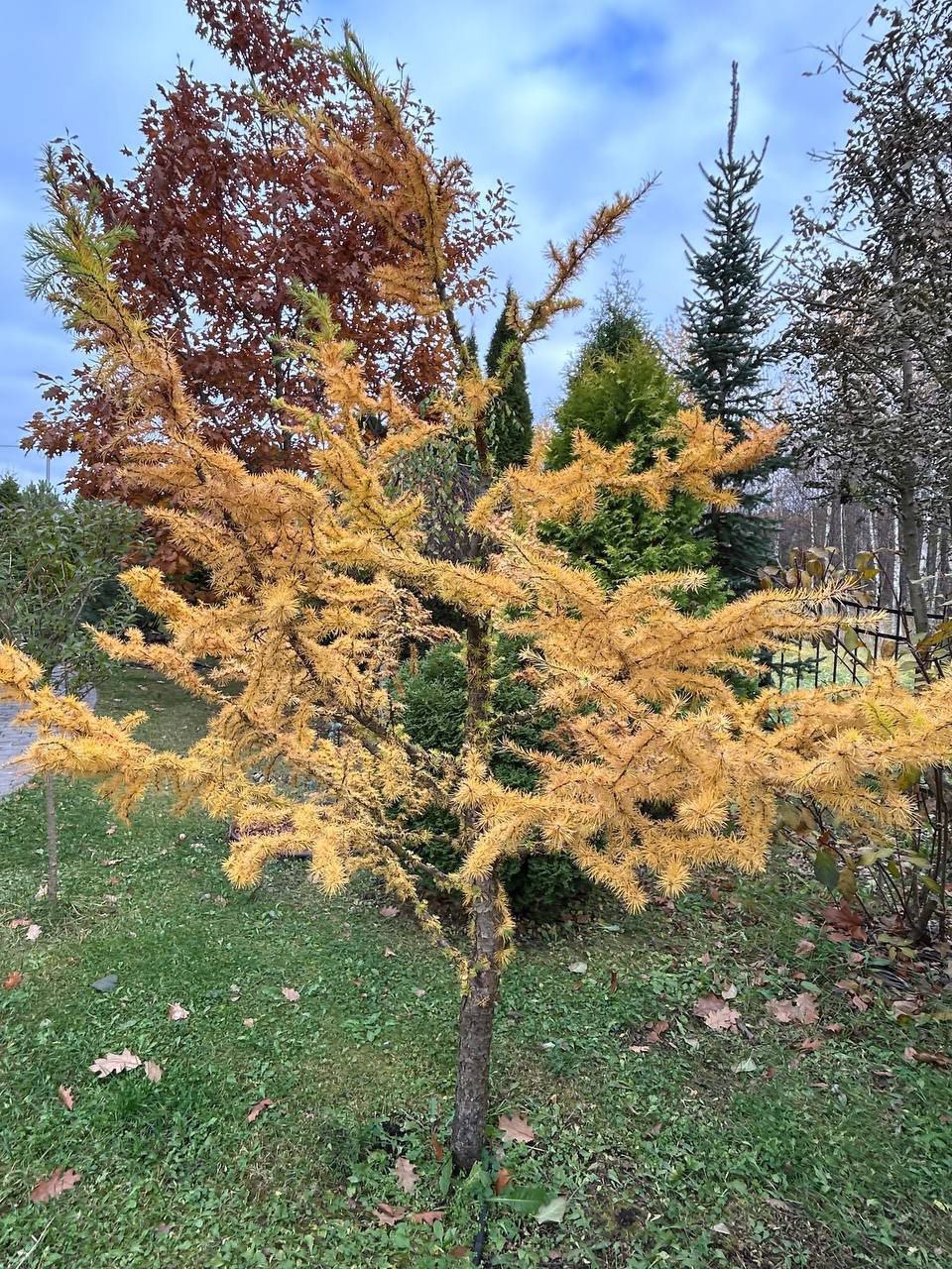 Larix kaempferi 'Little Bogle'