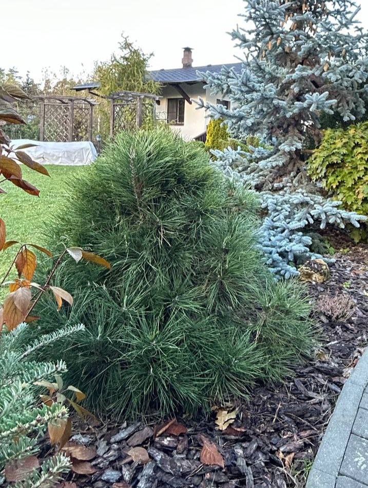 Pinus nigra 'Spielberg'