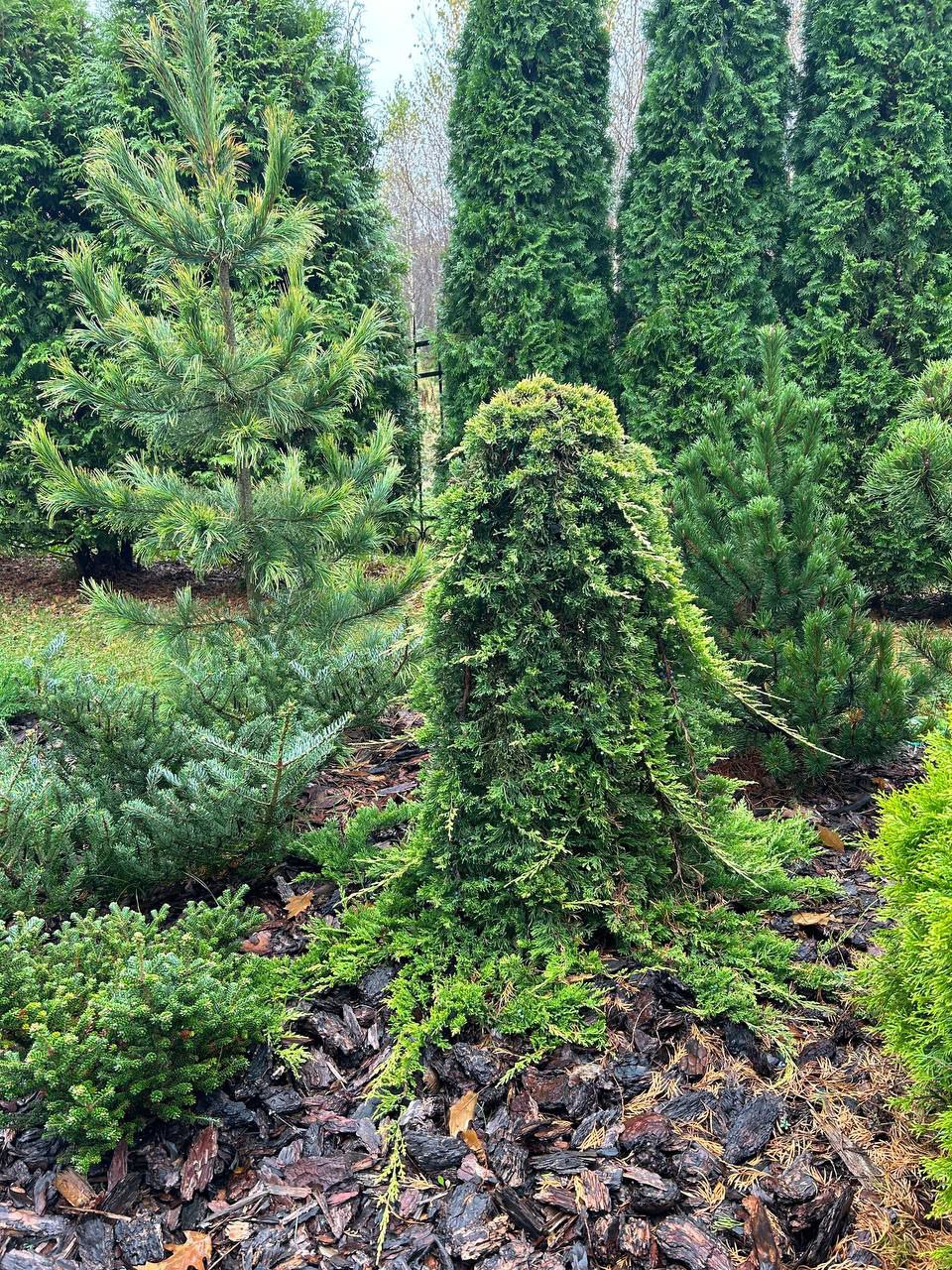 Juniperus horizontalis 'Golden Carpet'