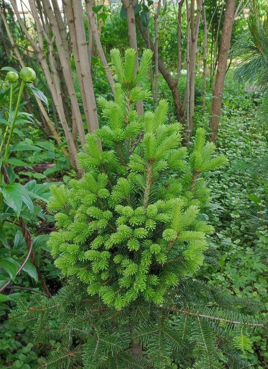 Abies sibirica 'Meridian'
