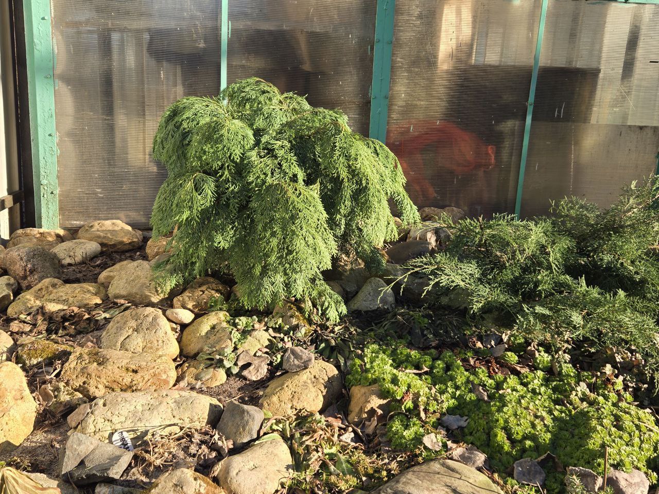 Chamaecyparis lawsoniana Globosa