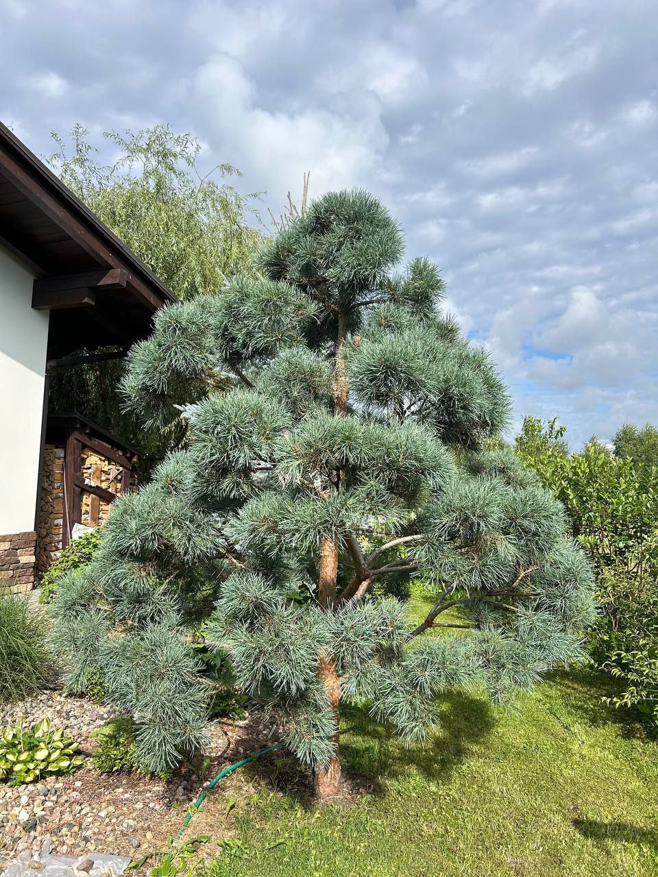 Pinus sylvestris 'Bonna'