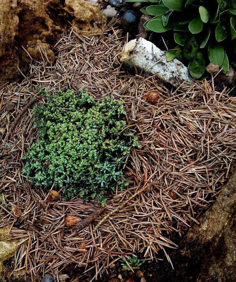 Juniperus horizontalis 'Neumann'